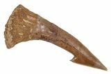 Fossil Sawfish (Onchopristis) Rostral Barb - Morocco #219881-1